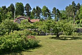 Sommerlicher Garten mit gemähter Wiese, im Hintergrund Landhaus