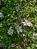 Clematis with pale pink flowers