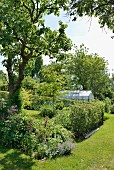 Flowerbeds and hedge partitioning section of summery garden