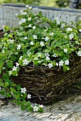 White-flowering, ground-cover plants in weathered wicker basket
