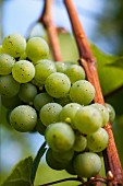 White wine grapes with dew at the Karl Friedrich Aust vineyard in the Radebeuler Oberlössnitz, Saxony