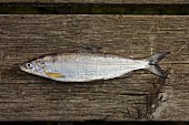 A whitefish on a wooden board