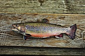 Brook trout on a wooden board
