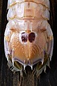 A mantis crab (close-up)