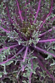 Purple cabbage seen from above