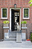 Concrete steps leading to entrance in brick façade with dog sitting in open door