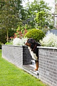 Dog on steps between low walls leading to terrace in summery garden