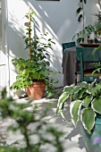 Potted foliage plants, table and petrol blue wooden chairs on veranda