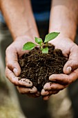 Man holding seedling and soil in cupped hands