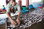 Tintenfische trocknen (Thailand)
