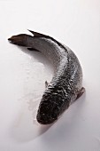 A fresh snakehead fish