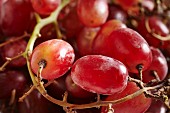 Red, seedless grapes (close-up)