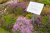 Purple-flowering thyme