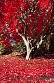 Baum mit rot verfärbten Herbstblättern