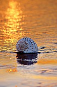Muschel in der Abendsonne am Strand liegend