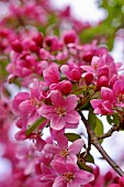 Zweig des Zierapfels mit rosafarbenen Blüten