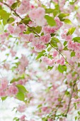 Rosa Frühlingsblüten am Baum