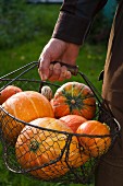 A man in a garden holding a wire basket of freshly harvested, orange pumpkins