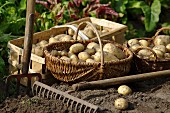 Freshly harvested potatoes in baskets in a garden with rake and a gardening fork