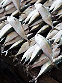 Frische Makrelen auf dem Fischmarkt in Dar es Salaam, Tansania