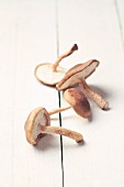 Four fresh shiitake mushrooms
