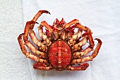 A spider crab from Galicia (underside view)
