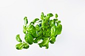Fresh basil in a flower pot (seen from above)