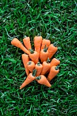 Sugar carrots on a grass surface