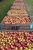 Freshly picked Cox apples in crates in an orchard (England)