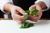 Mint leaves being picked off a stem