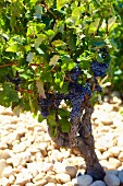 A vine in the Beaucastel vineyard in the Appellation Chateauneuf-du-Pape, France