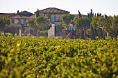 Arbeit im Weinberg vor dem Weingut Beaucastel in der Appellation Chateauneuf-du-Pape, Frankreich