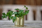 Fresh parsley in a tin can