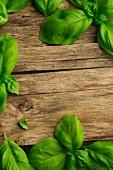 Fresh basil on a wooden surface