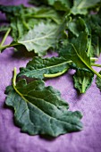 Young kale leaves on a purple fabric surface