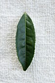 A tea leaf