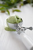 Grüner Tee Eis im Eisportionierer