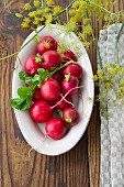Radishes in a oval dish with dill flowers