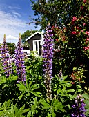 Violett blühende Lupinen in sommerlichem Garten