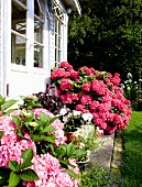 Rosa und pinkfarbene Hortensien vor Anbau