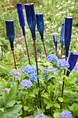 Decorative blue glass bottles upturned on iron rods amongst hydrangeas