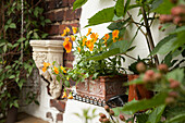 Orange violas planted in terracotta window box and antique Greek-style stone bracket mounted on brick façade
