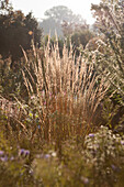 Autumnal grasses in sunshine in rural surroundings