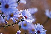 Lilafarbene Winteraster-Blüten in mit Tautropfen