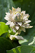 Hosta mit Blüte