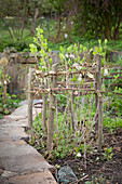 Selbstgebauter Schutzzaun mit Ästen und Weidenzweigen für wachsende Pflanze im Gartenbeet