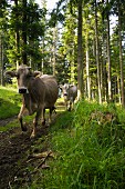 Cows walking through a forest to a pasture, Alsace
