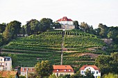 Martin Schwarz and Grit Geissler's vineyard Schloss Friedstein in Radebeul