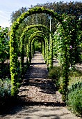 Garden path leading through climber-covered rose arches