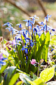 Blue-flowering squill in garden